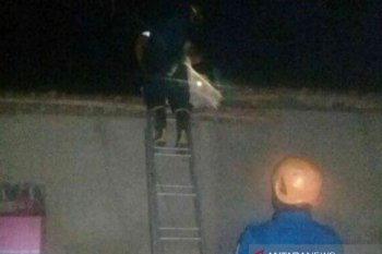 Pria lanjut usia tewas disengat tawon