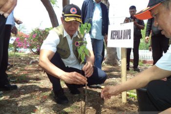10.000 anakan cendana dari BNPB untuk NTT