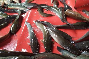 Harga ikan lele di Bandarlampung naik menjelang libur Natal dan Tahun Baru 2020
