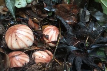BkSDA Agam Temukan Rhizanthes Lowii di Kawasan Danau Maninjau
