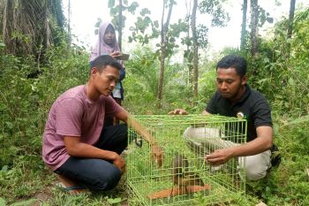 BKSDA Agam lepasliar anak kancil ke habitatnya