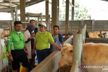 Mentan petakan pengembangan sapi ternak sesuai kondisi daerah