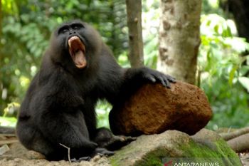 Kera Macaca Maura