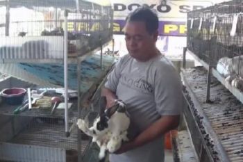 Permintaan daging kelinci meningkat tiga kali lipat saat libur Natal dan Tahun Baru