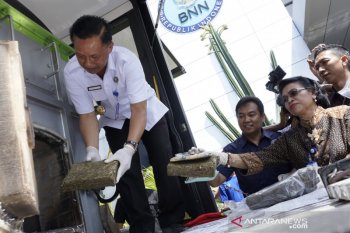 BNNP NTB memusnahkan 13,29 kilogram ganja