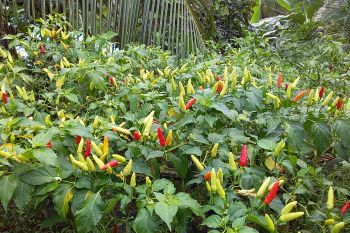 Petani di Tahuna Barat Kepulauan Sangihe mulai panen cabai