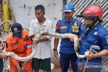 Ular Sanca tiga meter muncul di pemukiman warga