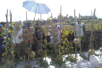TP PKK  panen buah melon di Trahean