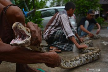 Ular masuk rumah warga apa penyebabnya ?