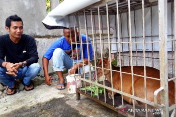 Daerahnya rawan perburuan kijang, warga Bayua serahkan kijang hamil ke BKSDA