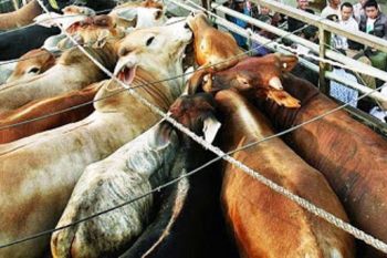 Distan Biak Numfor perketat pengawasan lalu lintas ternak
