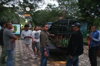 BKSDA Agam Titip Rawat Kijang ke TMSBK Bukittinggi Akibat Hamil
