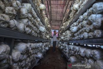 Produksi Baglog jamur tiram