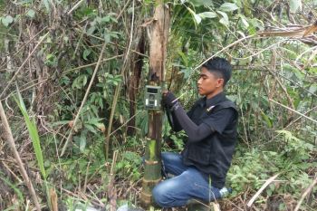 BKSDA pasang kamera  pemantau  Identifikasi harimau yang memangsa ternak warga