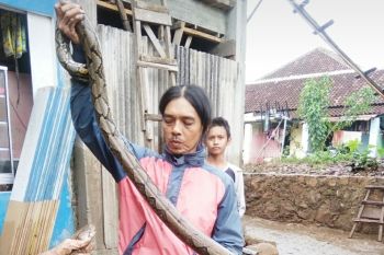 Warga Kedamaian Bandarlampung tangkap ular sanca kembang