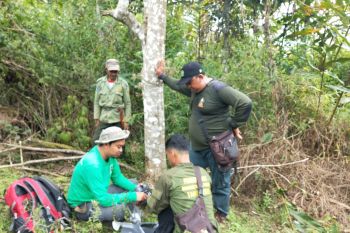 LSM bantu kamera trap pantau  harimau di Sumsel