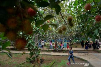 Wisata kebun Gowa