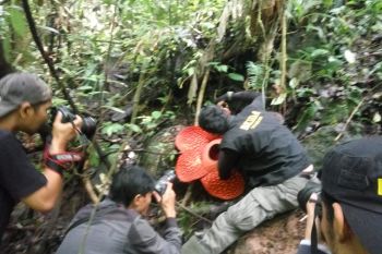 Terbesar di dunia, Rafflesia baru mekar di Agam diperkirakan bakal mencapai 117 centimeter