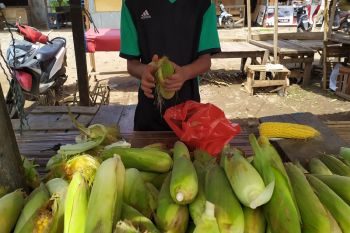 Jelang tahun baru, penjual jagung musiman marak di Bandarlampung