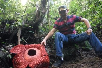 Bunga Rafflesia ditemukan hampir di seluruh Sumbar, ini daerahnya