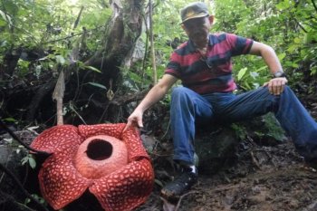 Here are some areas in West Sumatra where rafflesia flowers are found