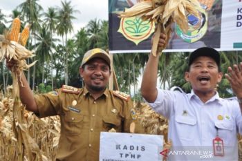 Realisasi tanaman jagung Parigi Moutong selama 2019 seluas 14.544 hektar