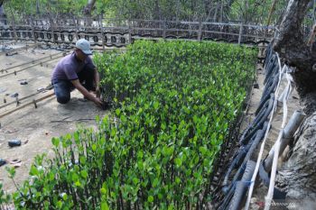Pembibitan mangrove