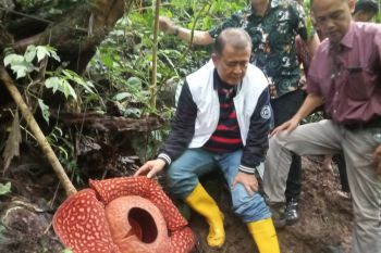 Wagub Sumbar lihat Bunga Rafflesia Tuan-mudae terbesar di dunia