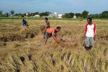 Sehektar padi siap panen di Mataram rebah akibat angin kencang