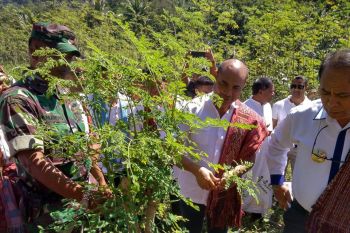 Kualitas kelor di Kufeu penuhi syarat ekspor