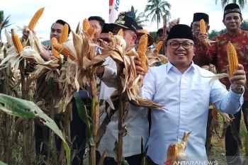 Limapuluh Kota bisa jadi sentra penghasil jagung wilayah barat