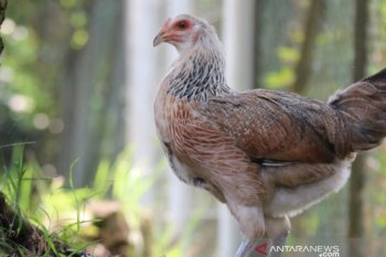 IPB kembangkan ayam kampung unggul