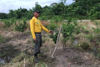 Desa eduwisata pertanian holtikultura di Kapuas mulai sukses
