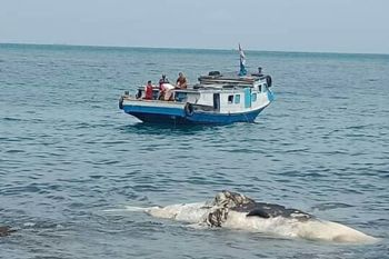 Bangkai paus ditemukan nelayan di Perairan Sebesi