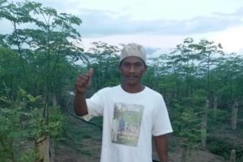 Budidaya kelor di Sigi didukung PT Moringa Organik