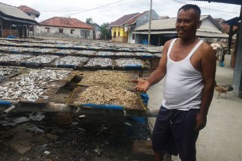 Produksi teri nasi di Pulau Pasaran Lampung turun