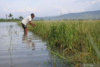 Lahan pertanian terendam banjir