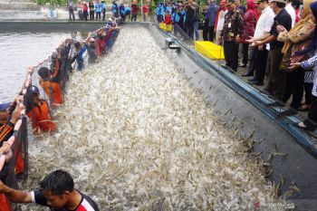 Panen raya udang vanname