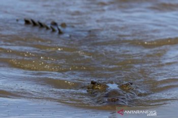 Warga Lembata diterkam buaya hingga tewas