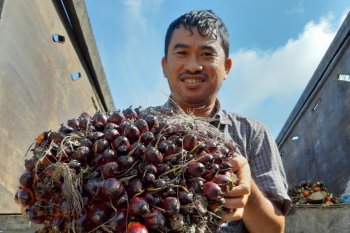 Harga sawit di Mesuji naik