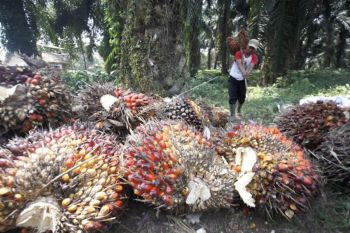 Harga TBS di  Sumatera Selatan naik