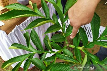Sumsel siap kembangkan budidaya  Porang