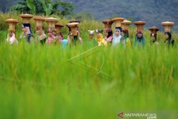 TRADISI ARAK-IRIANG SITUJUAH BATUA