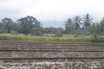 Petani di Pasaman Barat terancam gagal panen