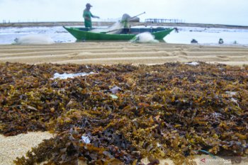 Peneliti TII: Pengerahan nelayan Pantura berpotensi picu konflik horizontal