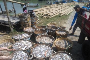 Harga cumi-cumi naik jadi Rp50 ribu/kg