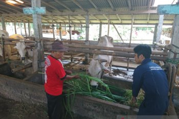 Thailera bukan virus tapi parasit darah pada sapi