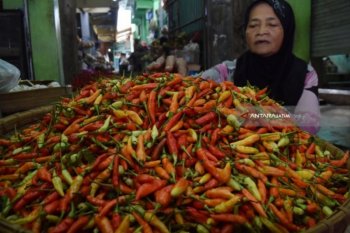 Disperindag Sleman menstabilkan harga cabai rawit