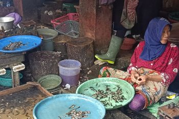 Pedagang belum mengetahui peraturan larangan penjualan anak ikan