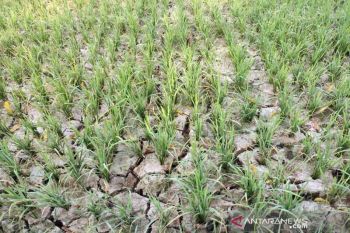 Kabupaten di NTT diminta laporkan dampak kekeringan